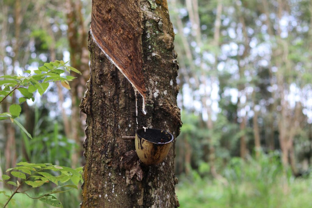 Close-up of a tree being tapped for natural rubber with a collection cup outdoors.